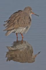 Redshank Brownsea Island